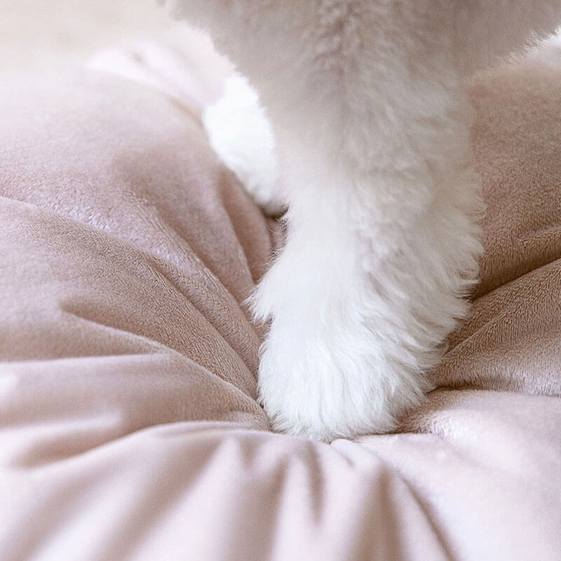 2 in 1 graziose orecchie da orso rimovibile per cani