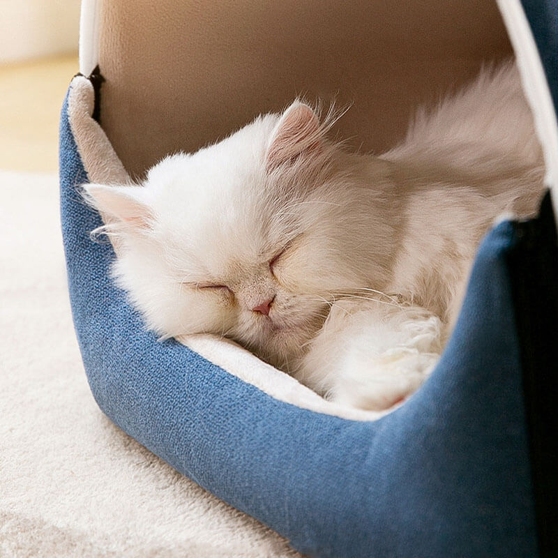 2 in 1 graziose orecchie da orso rimovibile per cani