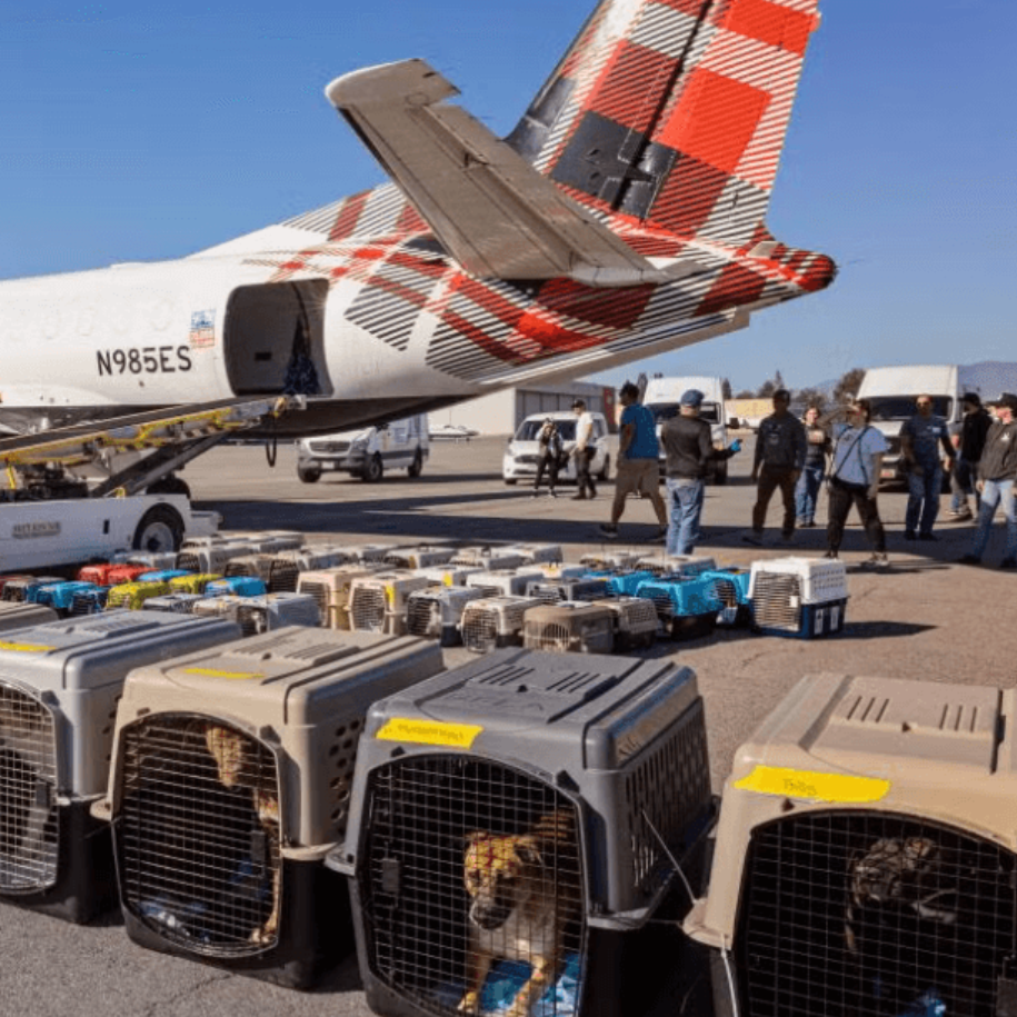 Rebuilding with Love: How FunnyFuzzy Helped LA’s Shelters After the Wildfires