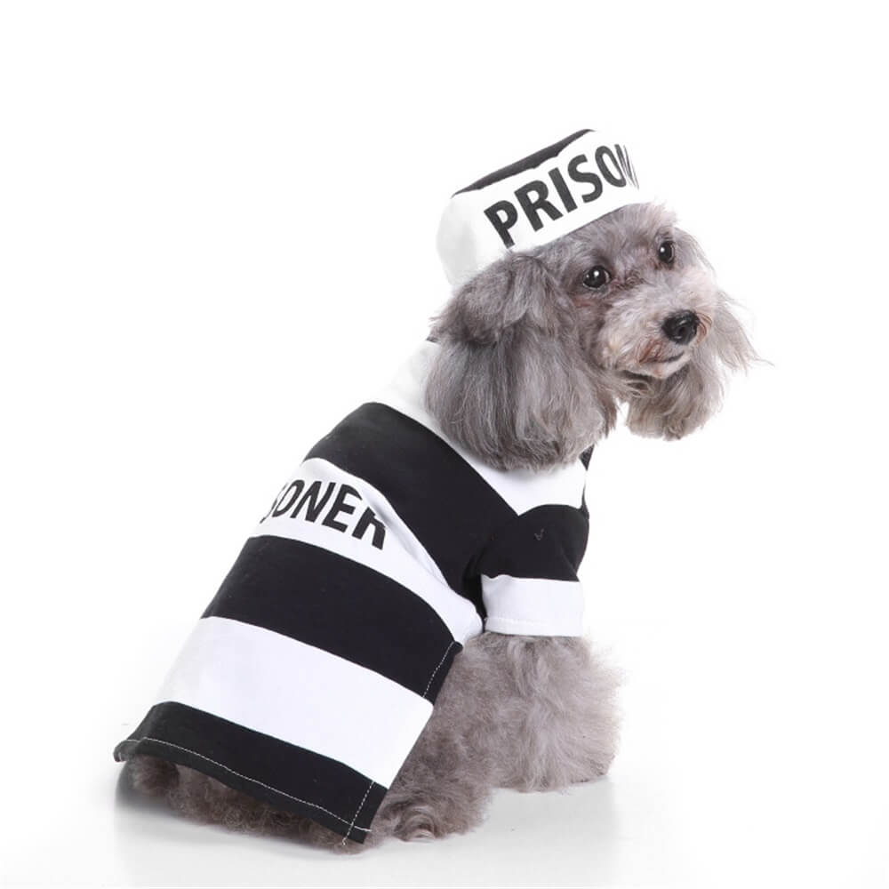 Knitted Striped Pumpkin Wizard Multi-Character Dog Costume