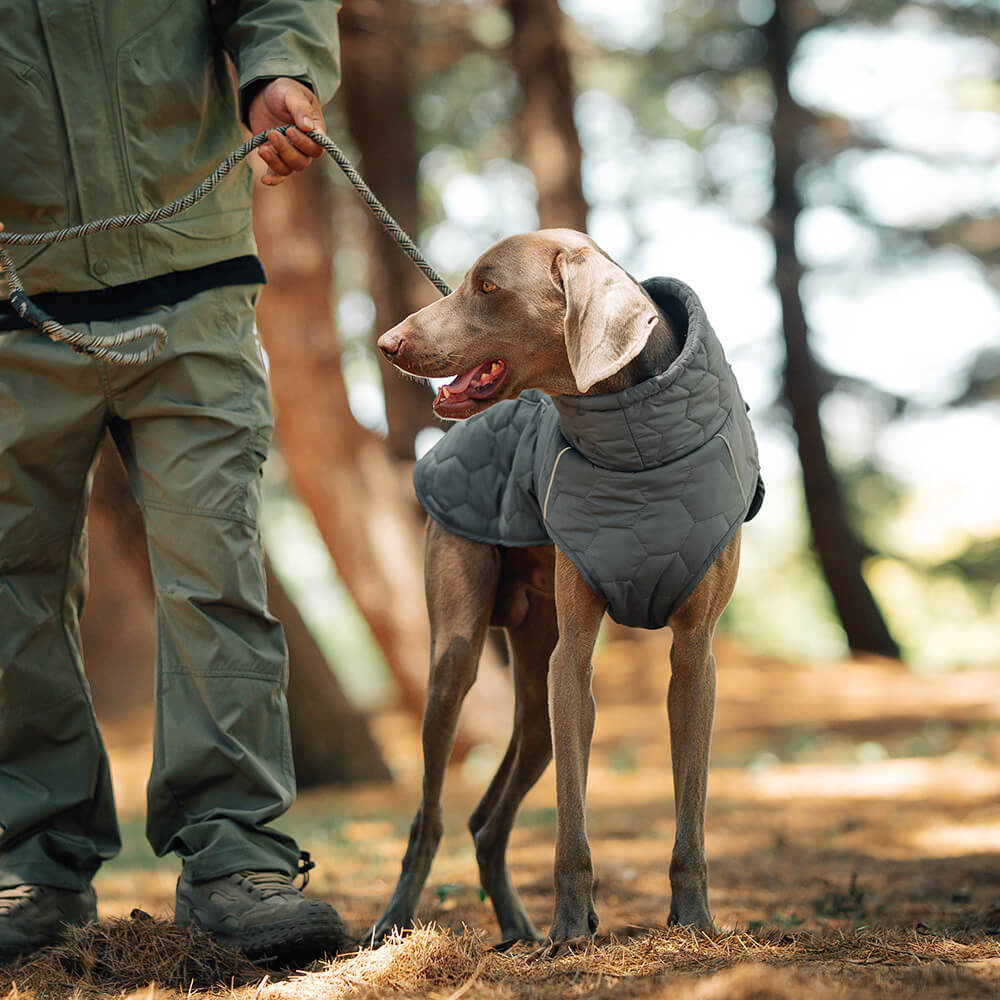 Quilted Outdoor Dog Vest - Warm and Durable for Hiking and Adventures