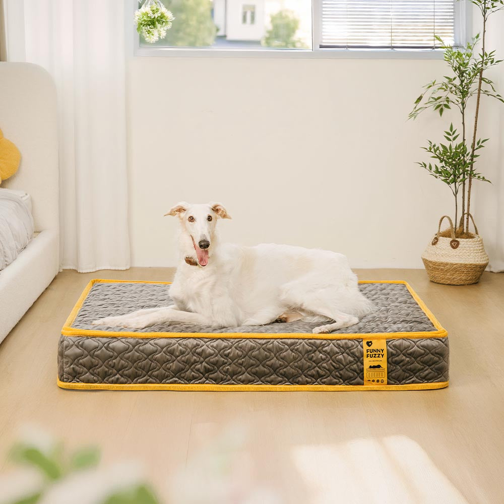 Hooman Innerspring Coils Orthopedic Human Dog Bed - Everdream