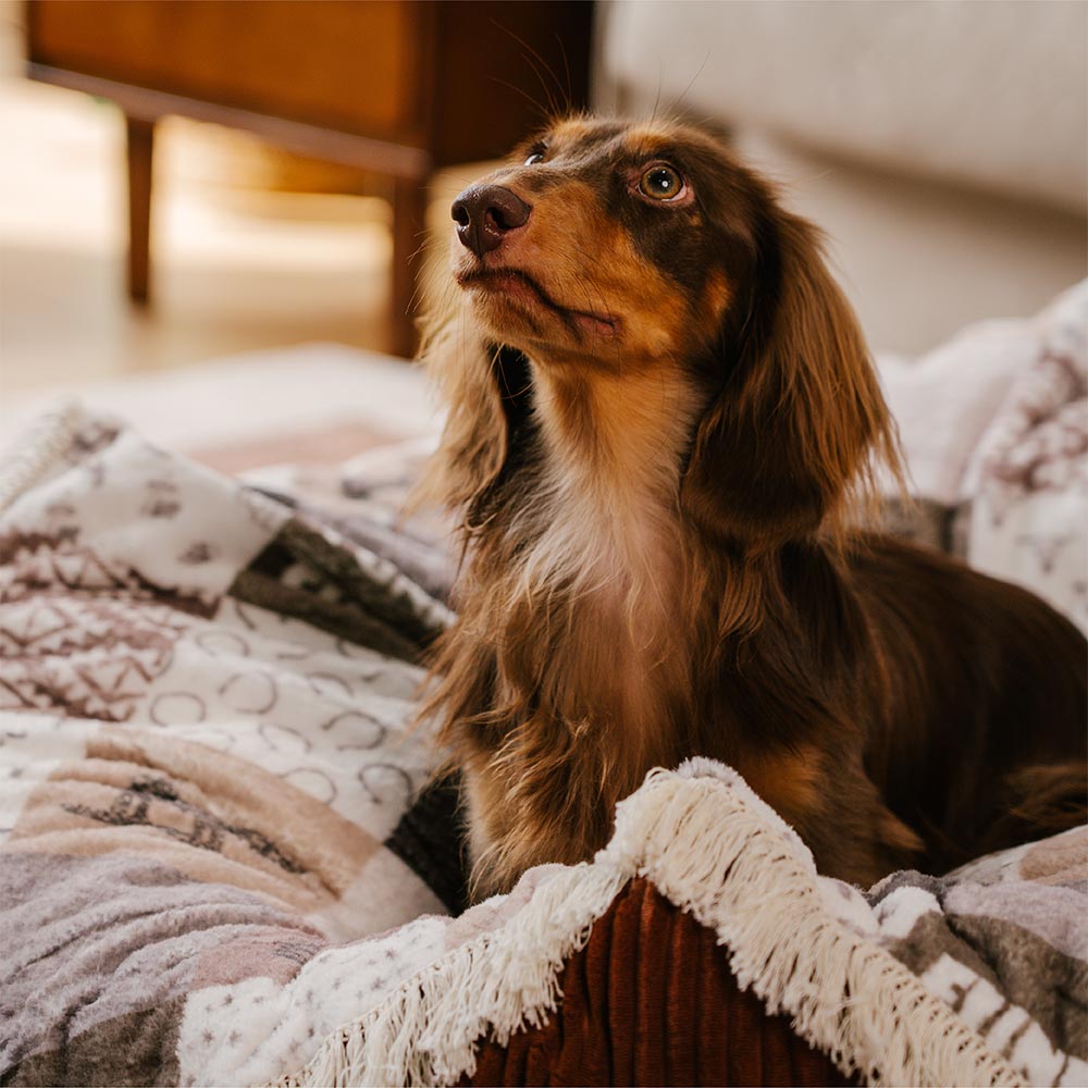 Washable Anti-Scratch Boho Tassel Calming Round Dog Bed - Hunter Night