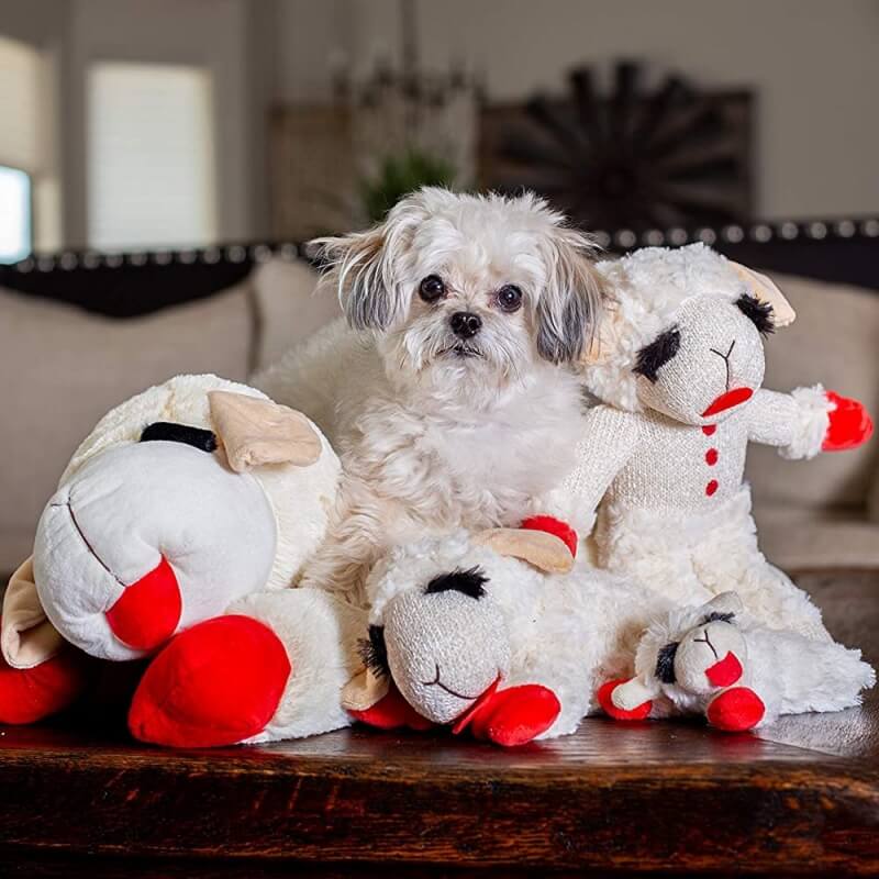 Jouet interactif en peluche pour chien, jouet couineur d'agneau