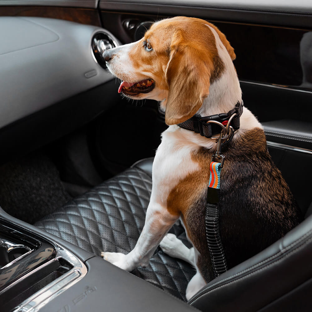 Cinturón de seguridad de coche ajustable de los accesorios del perro fresco del amortiguador colorido