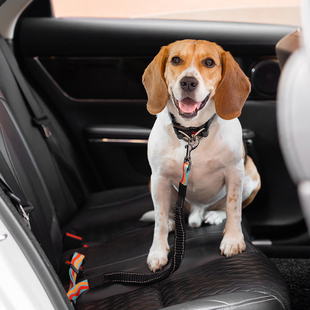 Cinturón de seguridad de coche ajustable de los accesorios del perro fresco del amortiguador colorido