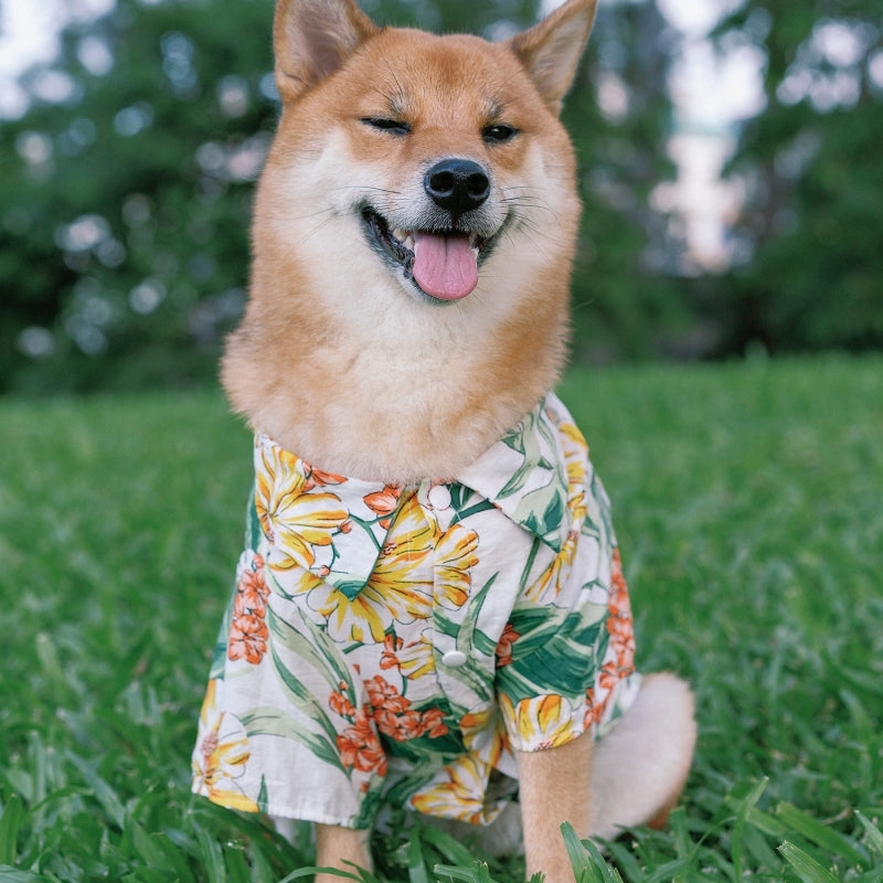 Camisa hawaiana a juego para ropa de perro y dueño