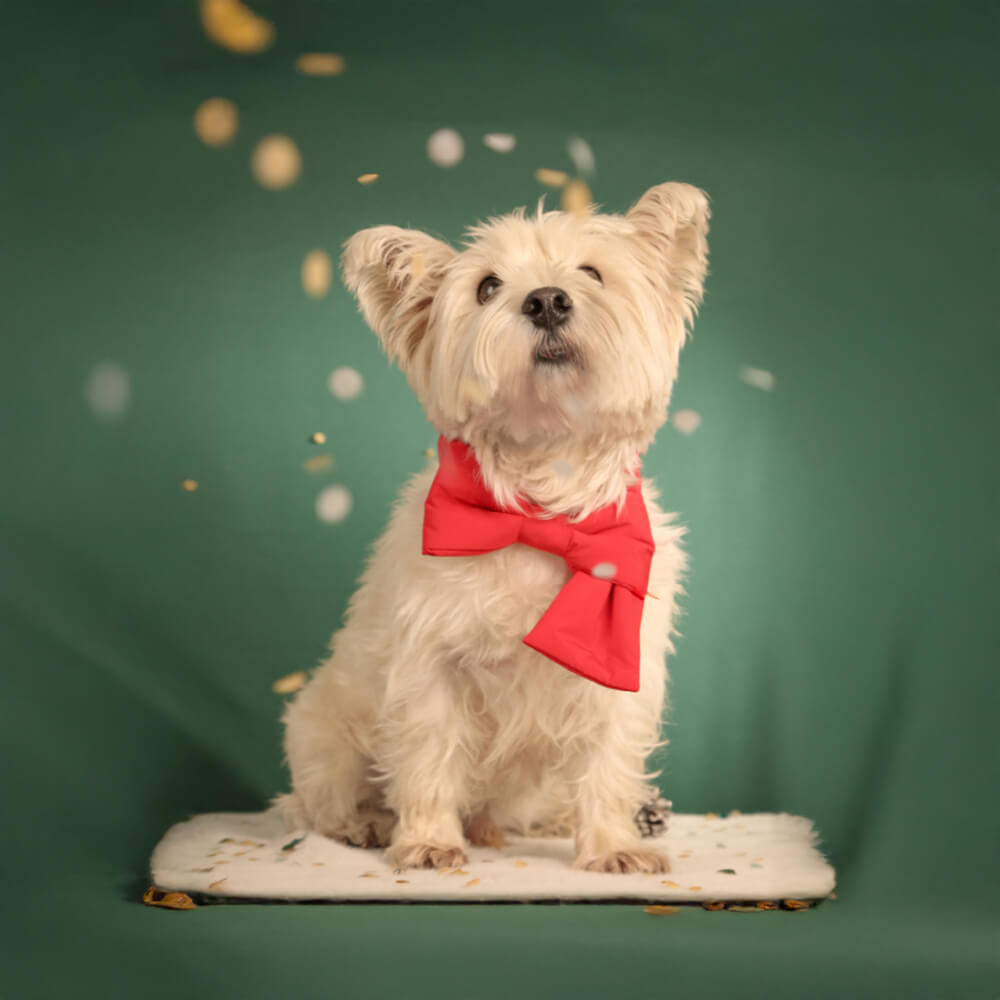 Écharpe réglable pour chien et chat avec nœud papillon de Noël