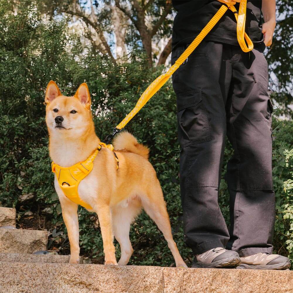 FUNNYFUZZY Reflektierendes, verstellbares Hundegeschirr für den Außenbereich – Flexi Walker