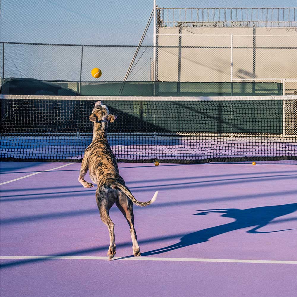 FUNNYFUZZY Tennis Ball Dog Toy - Squeaky & Bounce