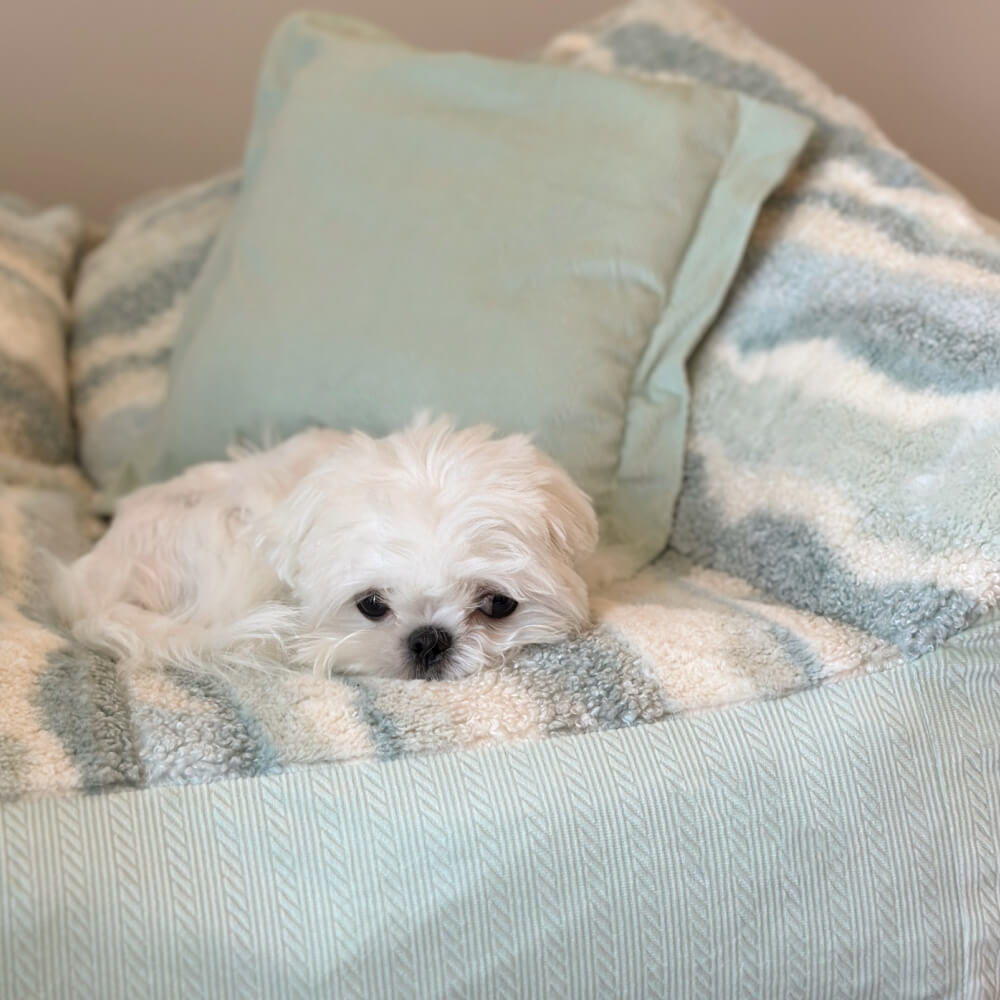 Canapé-lit pour chien en polaire à blocs de couleurs à la mode