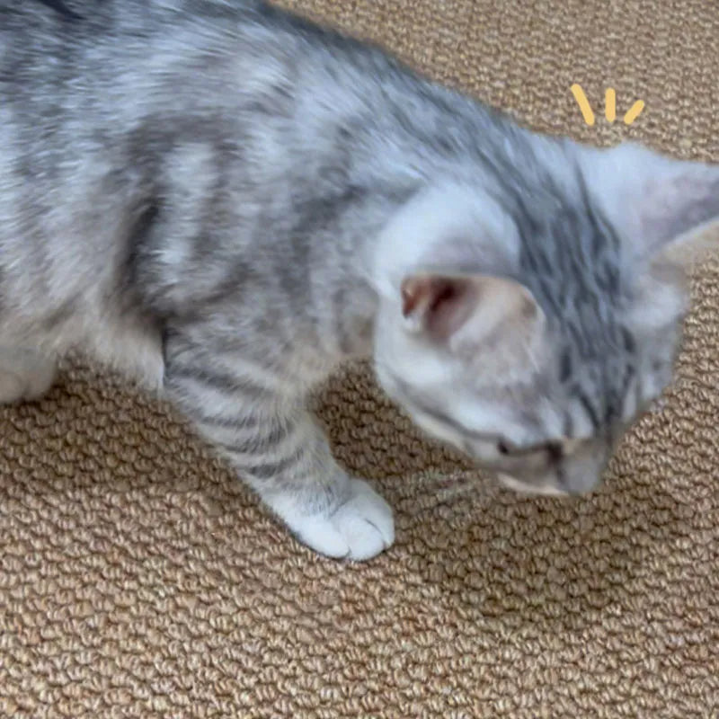 Tapis pour animaux de compagnie en faux sisal Tapis de chambre résistant aux rayures