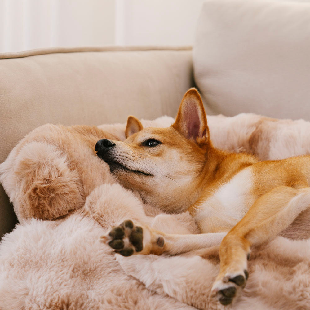 Estera protectora del animal doméstico del protector del sofá de la cama del perro calmante difusa y esponjosa