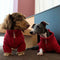 Cable Knit Zipper Collar Dachshund Dog Sweater