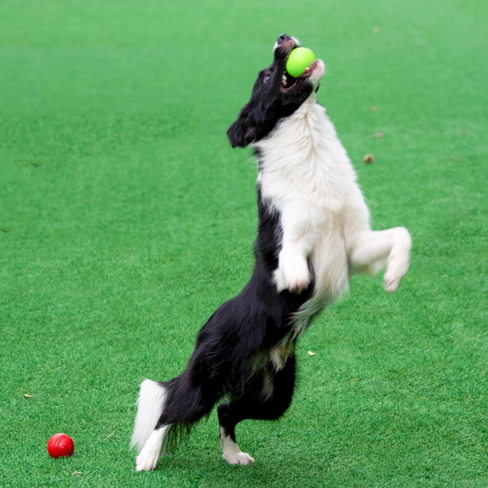 Juguete elástico de bola chirriante, bola de agua flotante, juguete para masticar para perros