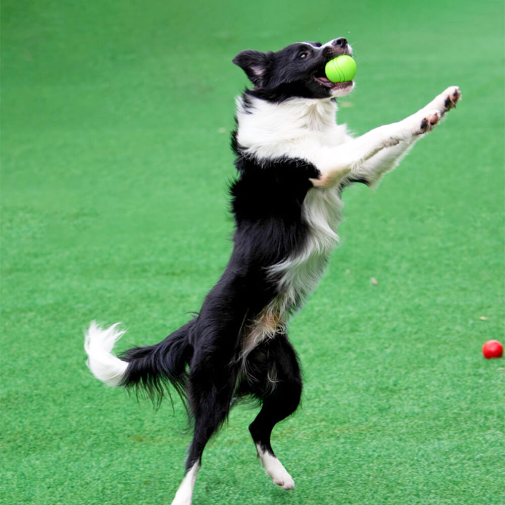 Juguete elástico de bola chirriante, bola de agua flotante, juguete para masticar para perros