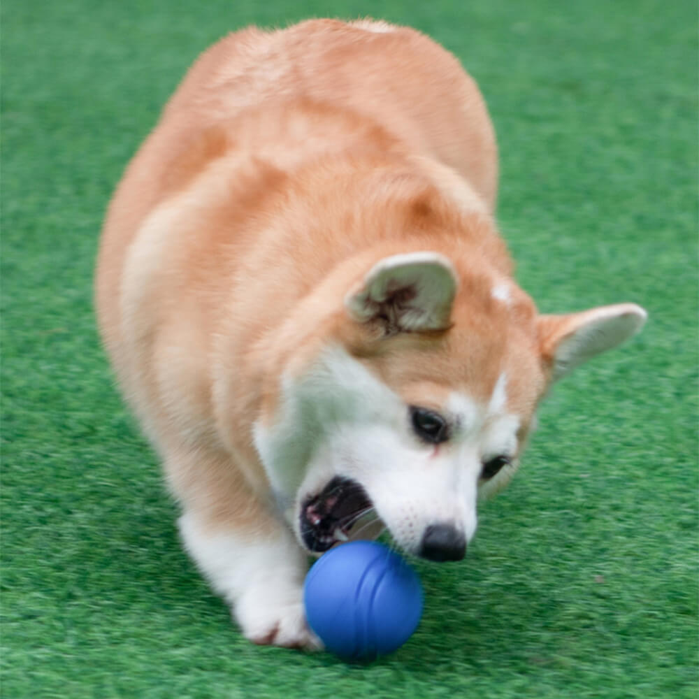 Juguete elástico de bola chirriante, bola de agua flotante, juguete para masticar para perros