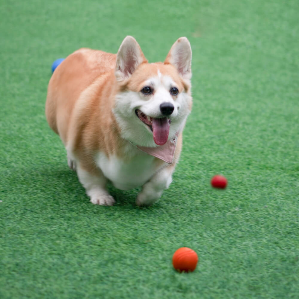 Juguete elástico de bola chirriante, bola de agua flotante, juguete para masticar para perros