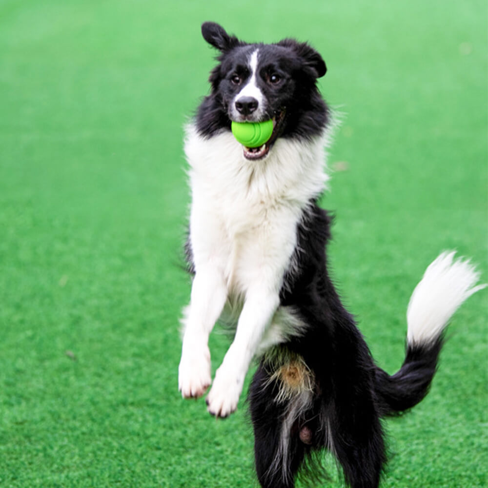 Juguete elástico de bola chirriante, bola de agua flotante, juguete para masticar para perros