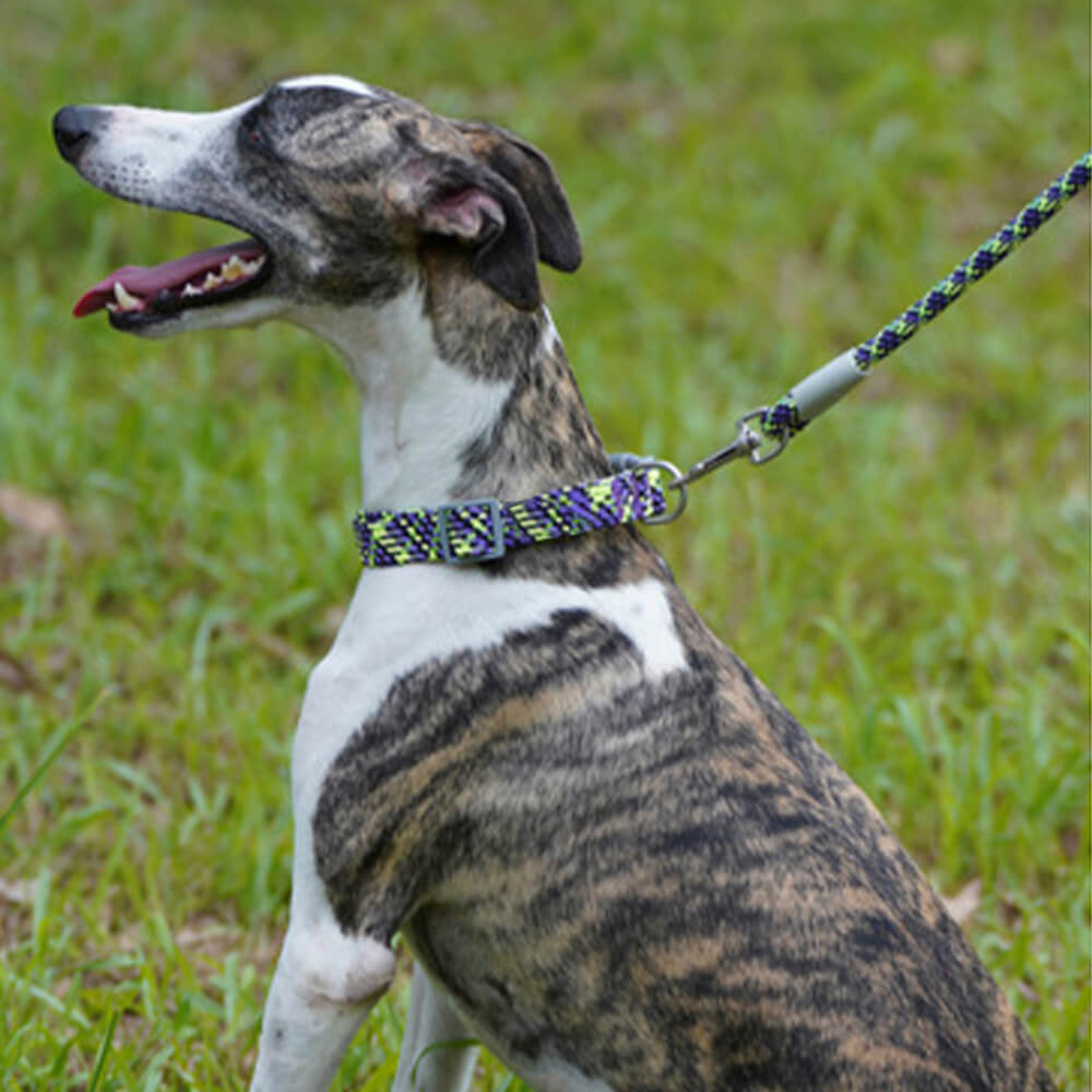 Reflektierendes Gewebe, verstellbares Anti-Zug-Hundehalsband und Leine