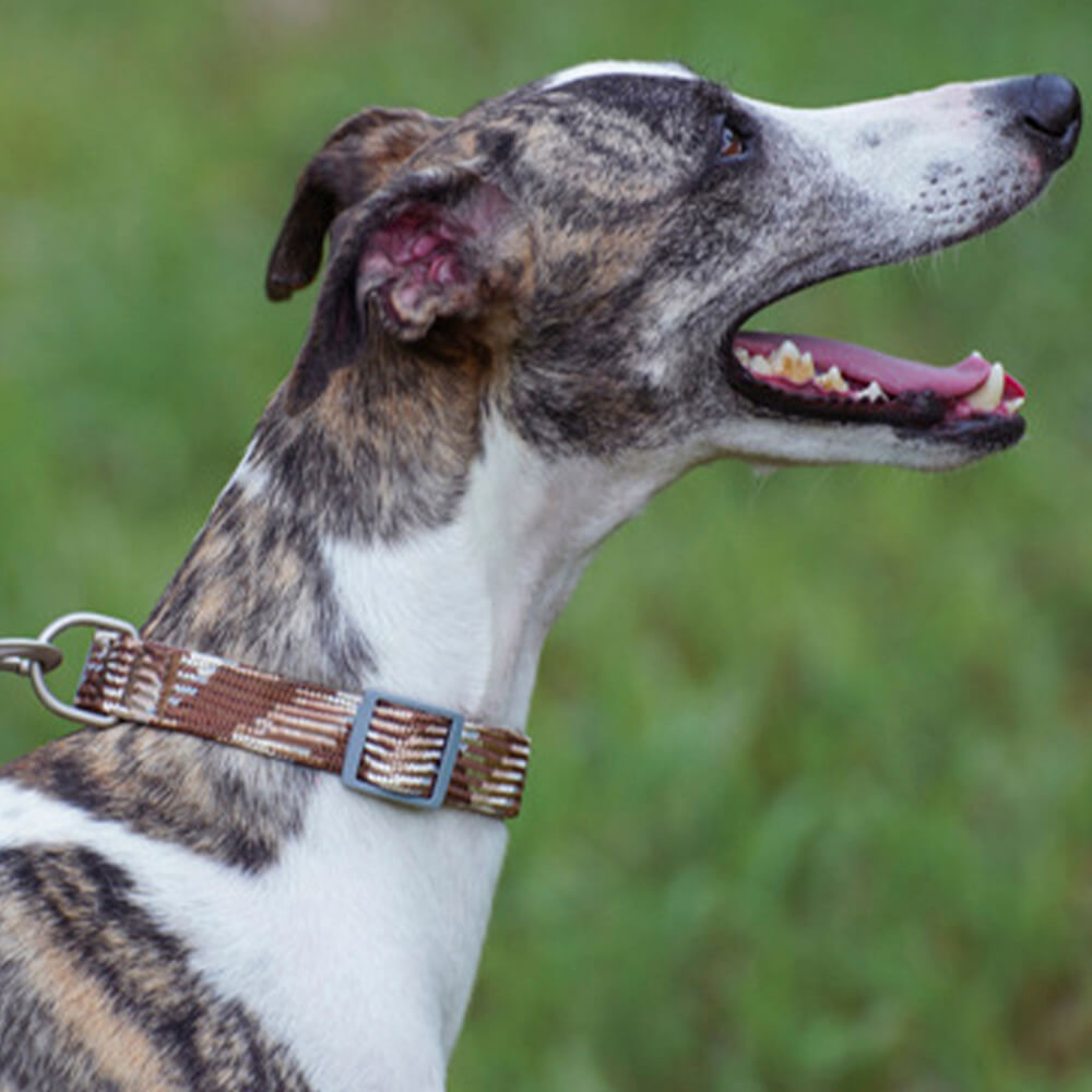 Reflektierendes Gewebe, verstellbares Anti-Zug-Hundehalsband und Leine