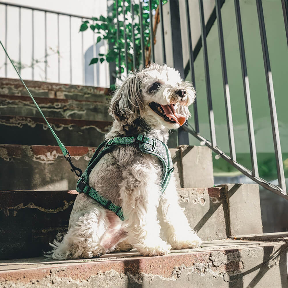 Arnés y correa para perros sin tirones de tela reciclada ecológica