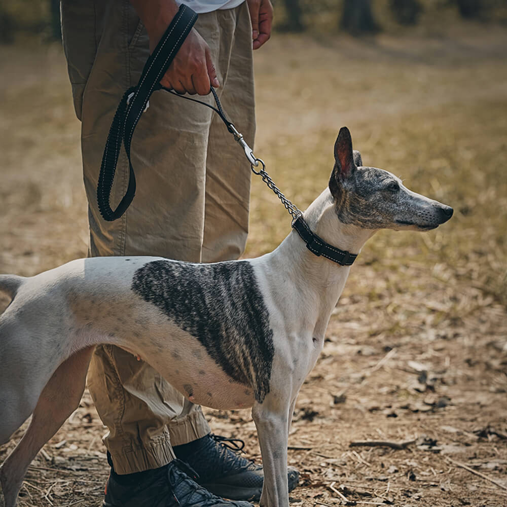 Collar y correa para perros antitirones reflectantes multifuncionales