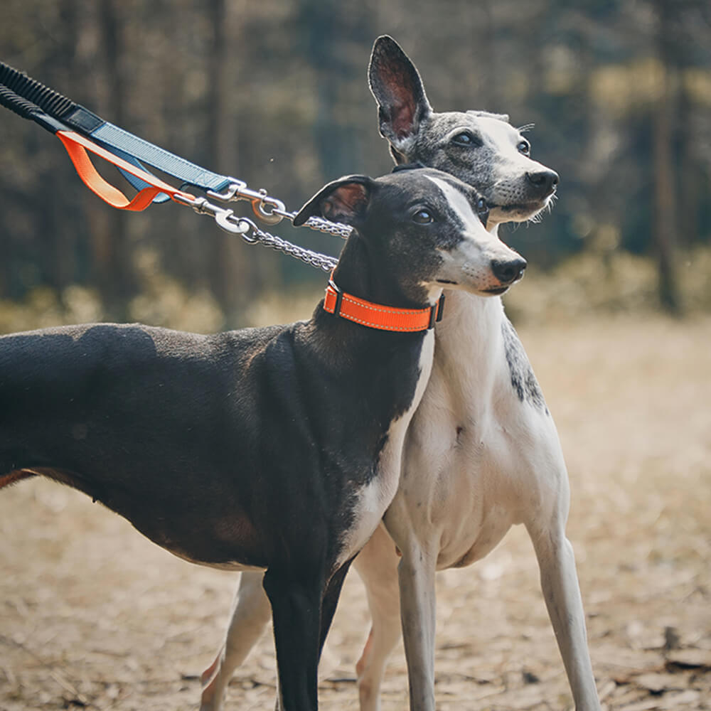 Collar y correa para perros antitirones reflectantes multifuncionales