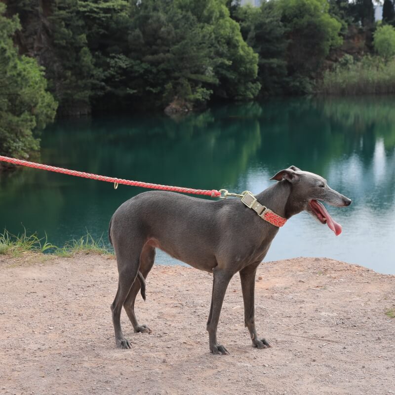 Juego de correa y collar para perro antitirones multifuncionales de cuero tejido a mano