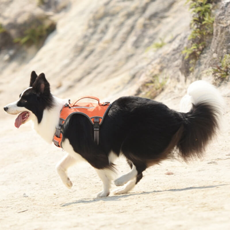 Harnais Anti-traction multifonction antidéflagrant, harnais pour chien de taille moyenne à grande