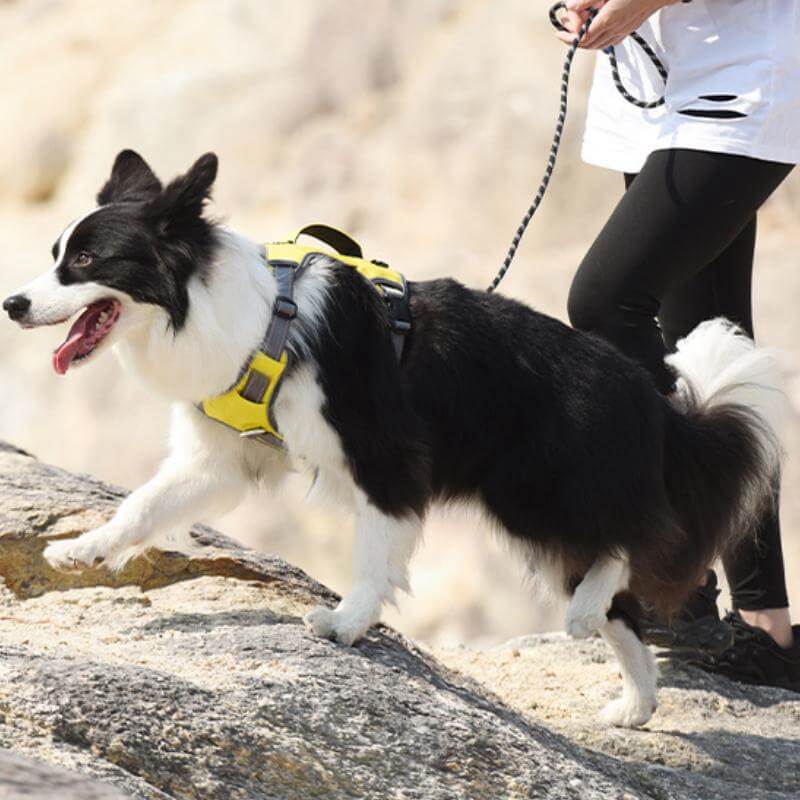 Arnés antitirones multifunción a prueba de explosiones Arnés para perros de tamaño mediano a grande