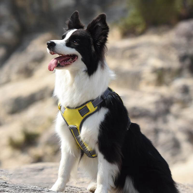 Multifunction Explosion-Proof Anti Pull Harness Medium to Large Dog Harness