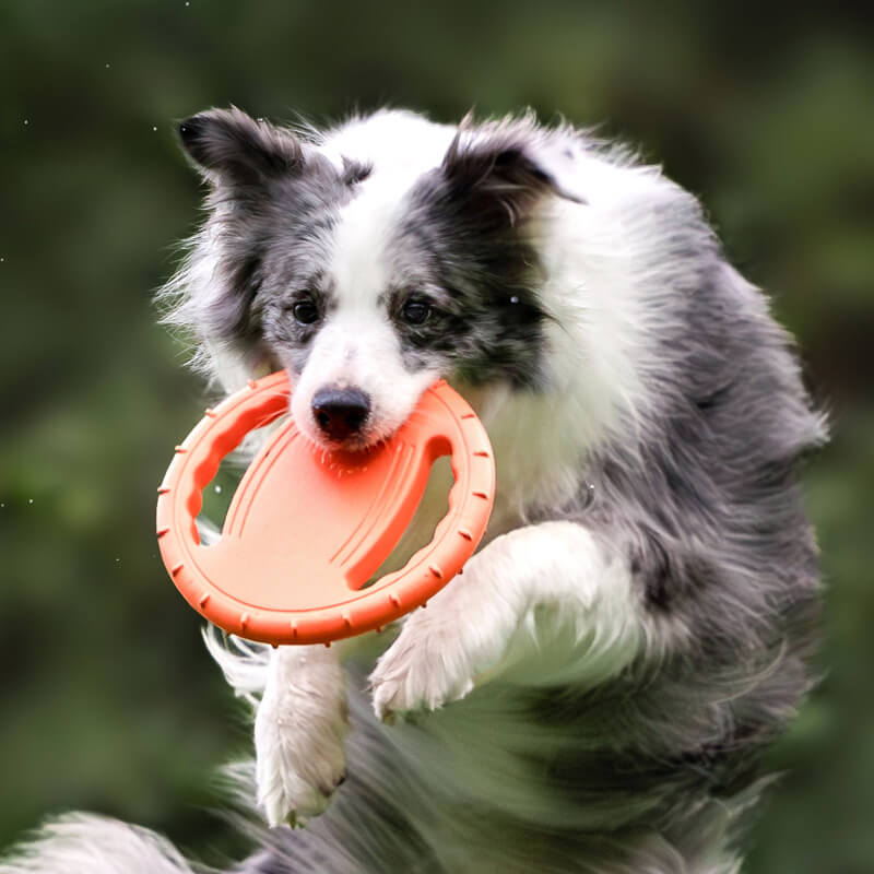 Volant en caoutchouc, jouet interactif pour chien, disque volant