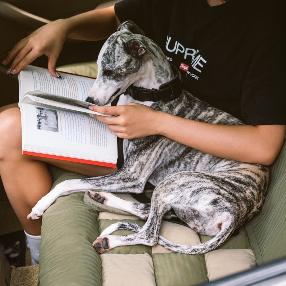 Cojín de viaje Asiento trasero de seguridad Cama grande para asiento de automóvil para perros - Salón de tablero de ajedrez