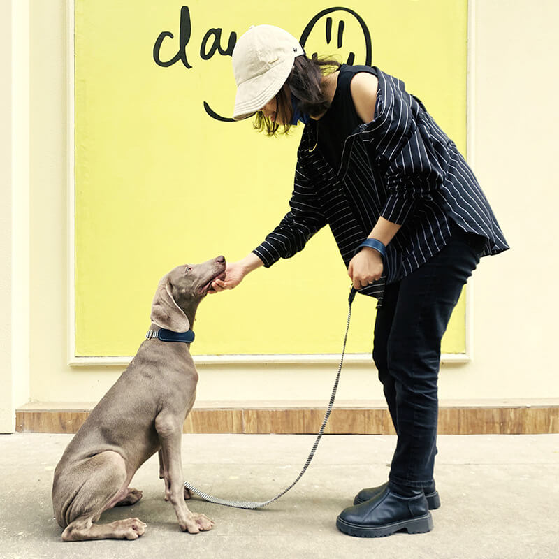 Conjunto de paseo para perros con collar para perros con protector de cuello y estampado de cebra de Vogue