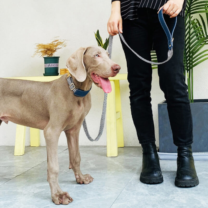 Conjunto de paseo para perros con collar para perros con protector de cuello y estampado de cebra de Vogue