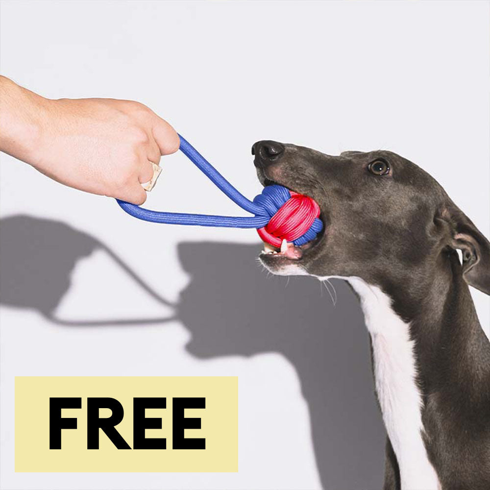 Juguetes para perros con nudos y cuerdas para tirar <tc>Color</tc> Choque