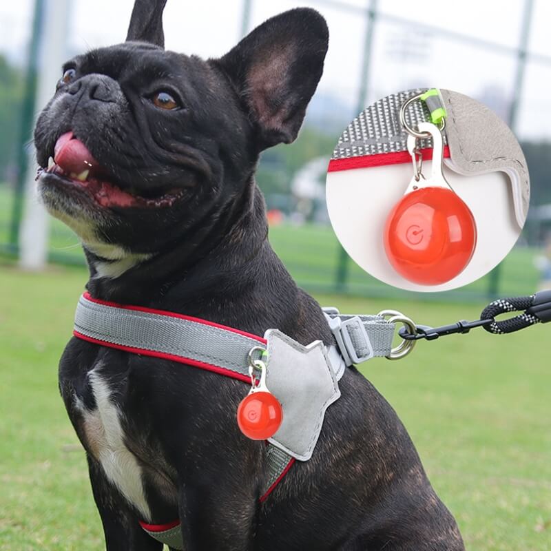 Harnais de poitrine réglable pour chien