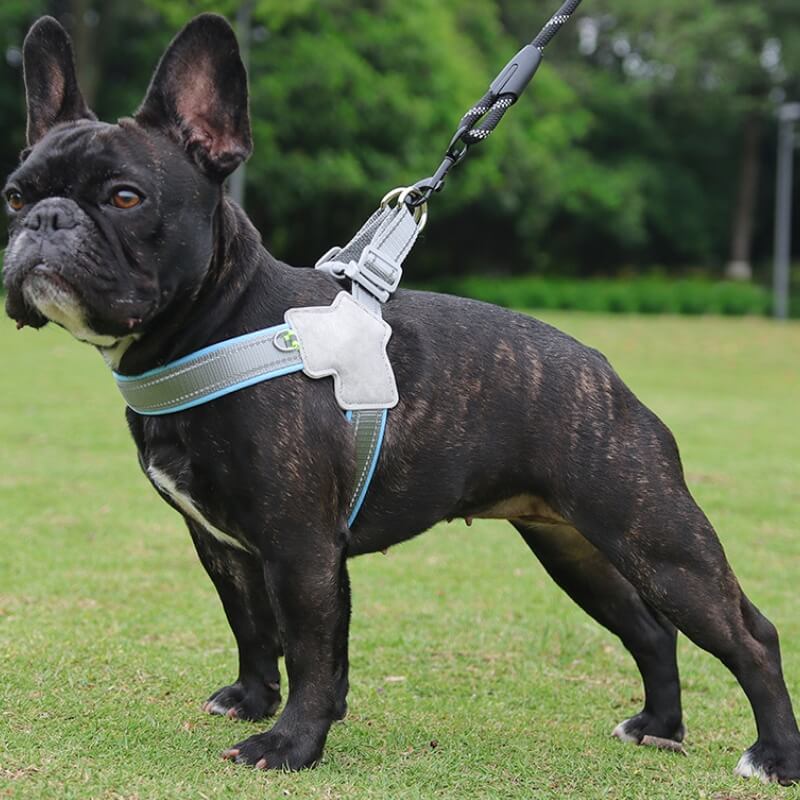 Harnais de poitrine réglable pour chien