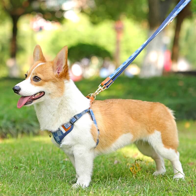 Anti Pull Dog Harness Walk Set