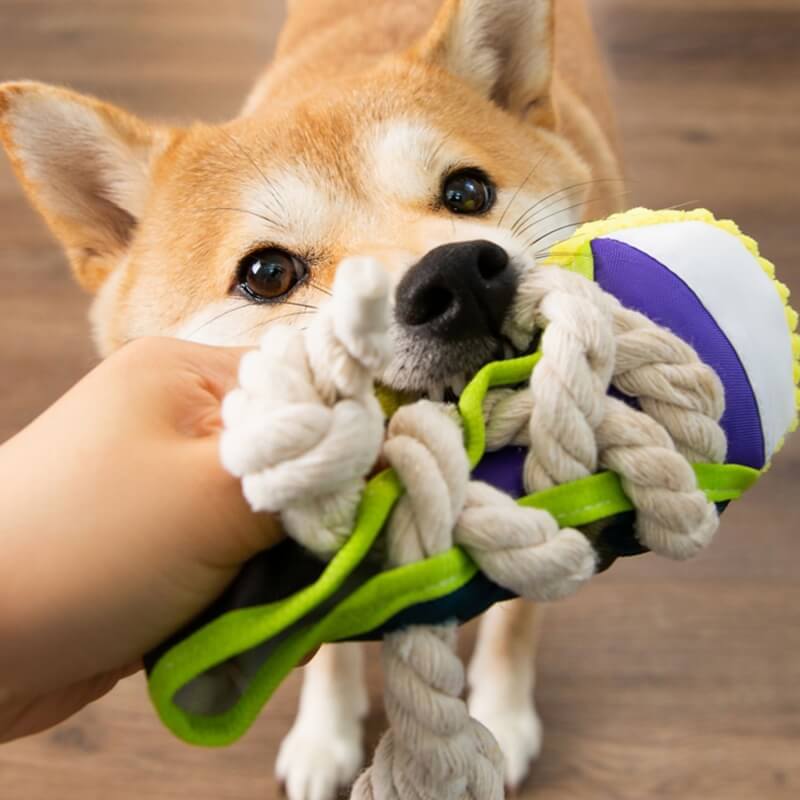 Juguete de dentición para perros con zapatilla de cuerda de algodón