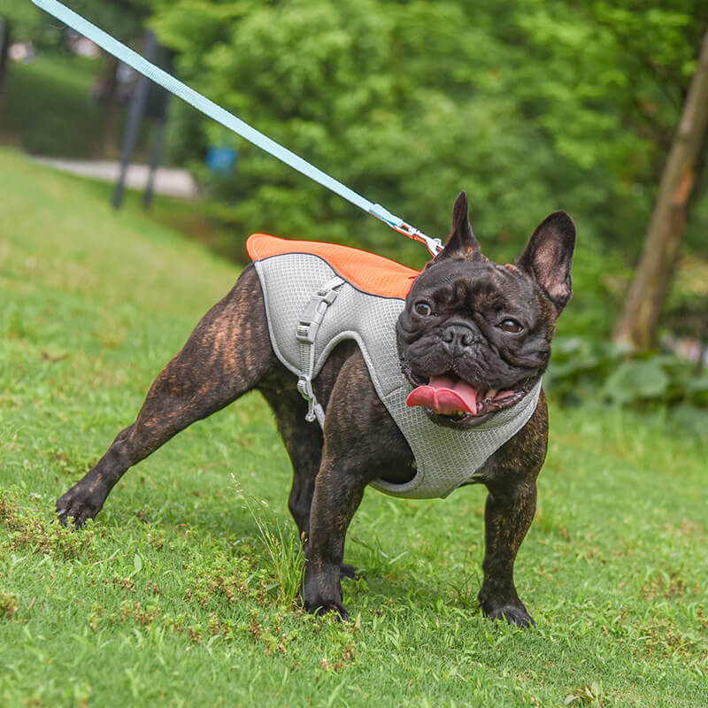 Gilet respirant pour la prévention des insolations, gilet de refroidissement pour chien imbibable dans l'eau