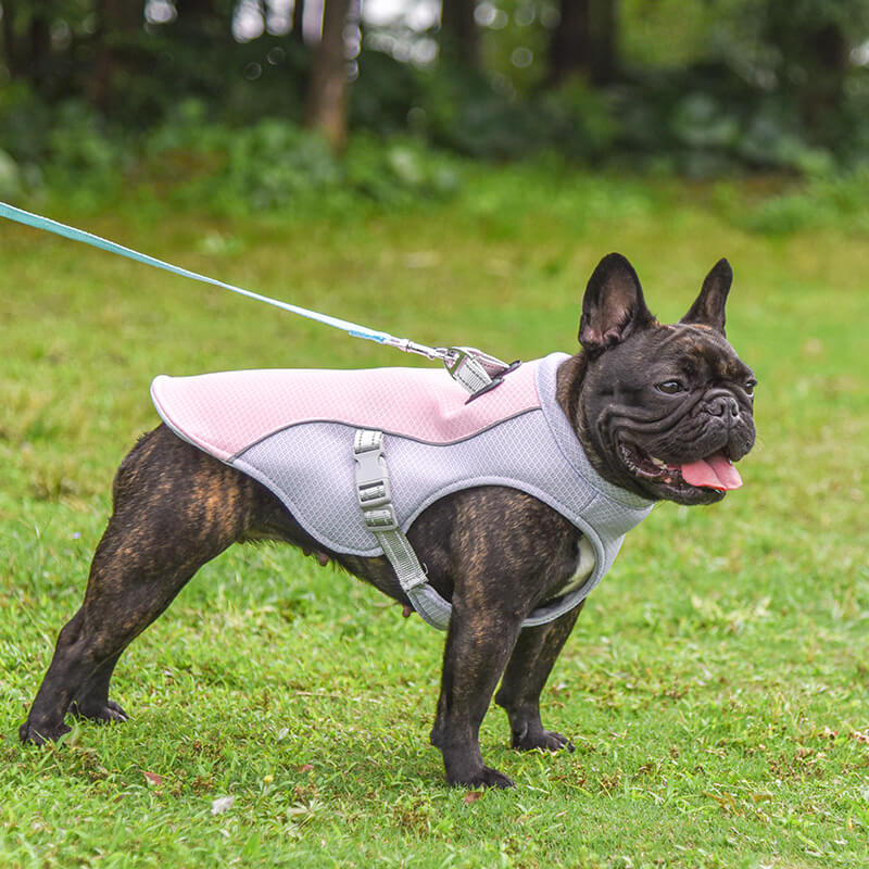 Gilet respirant pour la prévention des insolations, gilet de refroidissement pour chien imbibable dans l'eau