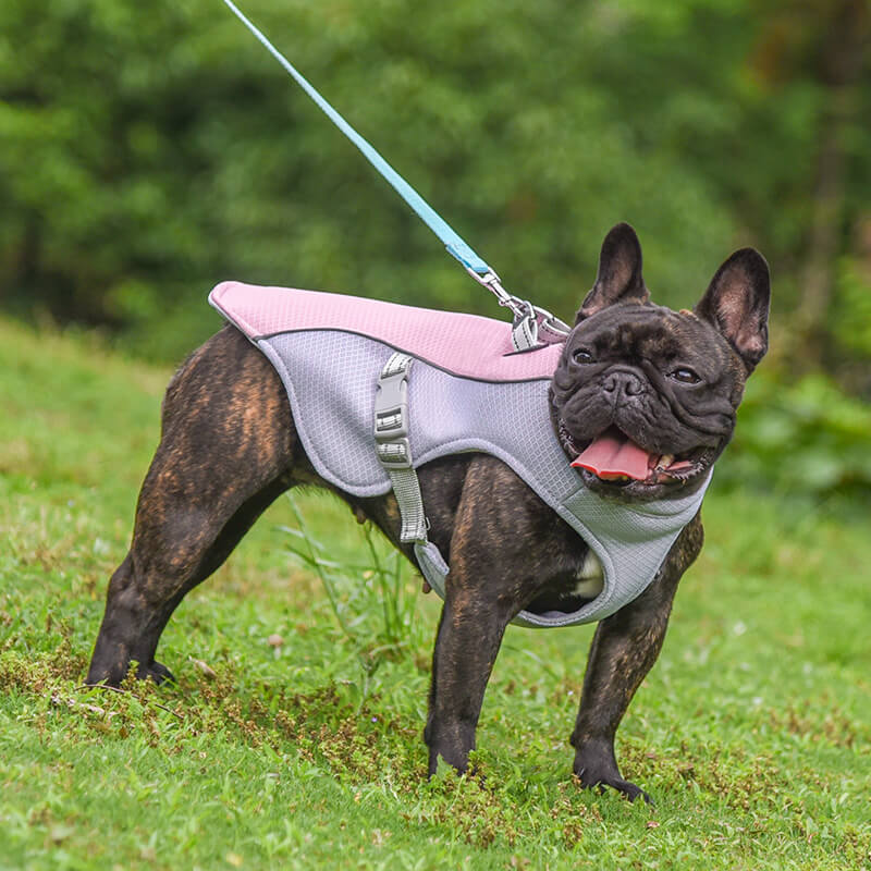 Gilet respirant pour la prévention des insolations, gilet de refroidissement pour chien imbibable dans l'eau