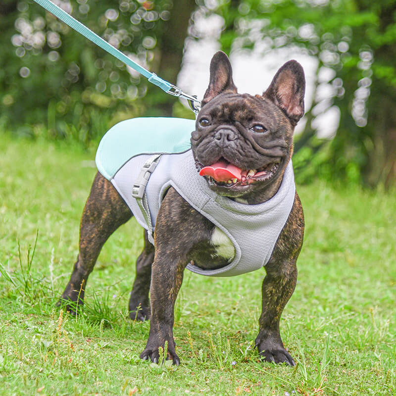 Gilet respirant pour la prévention des insolations, gilet de refroidissement pour chien imbibable dans l'eau