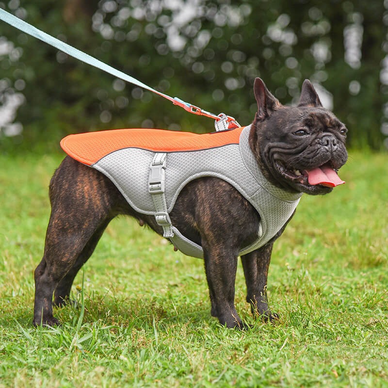 Gilet respirant pour la prévention des insolations, gilet de refroidissement pour chien imbibable dans l'eau