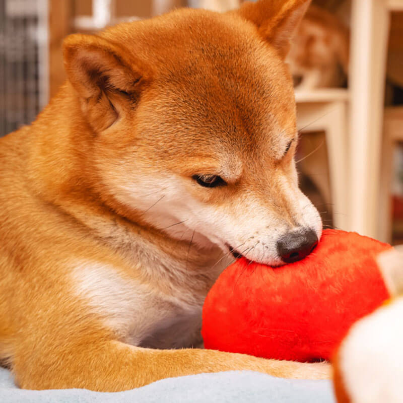 Jouet pour chien grinçant en peluche drôle - Fesses