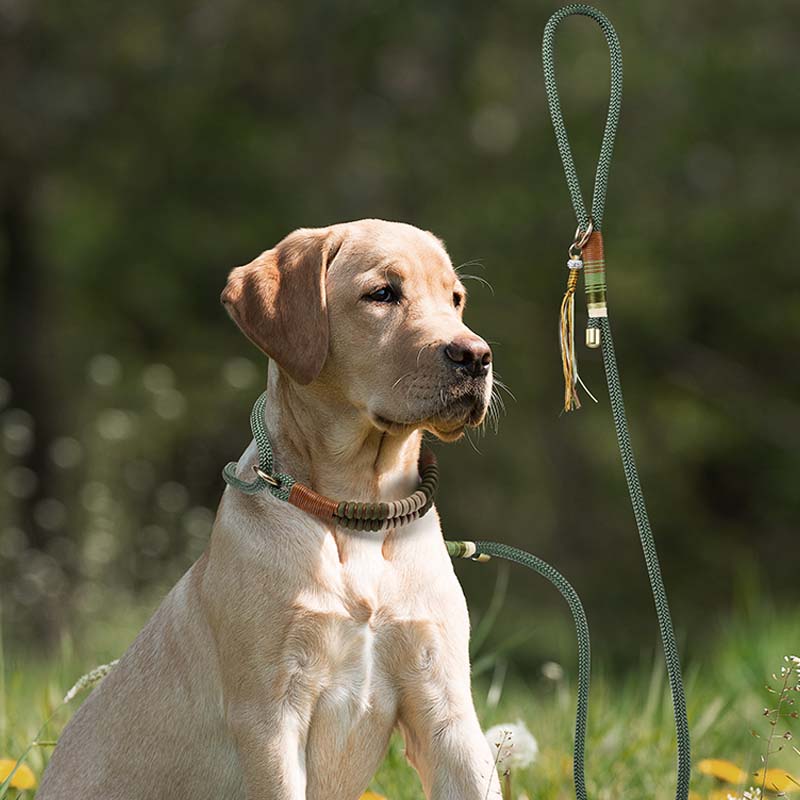 Corde tressée tricotée à la main sans traction pour chien, laisse tout-en-un