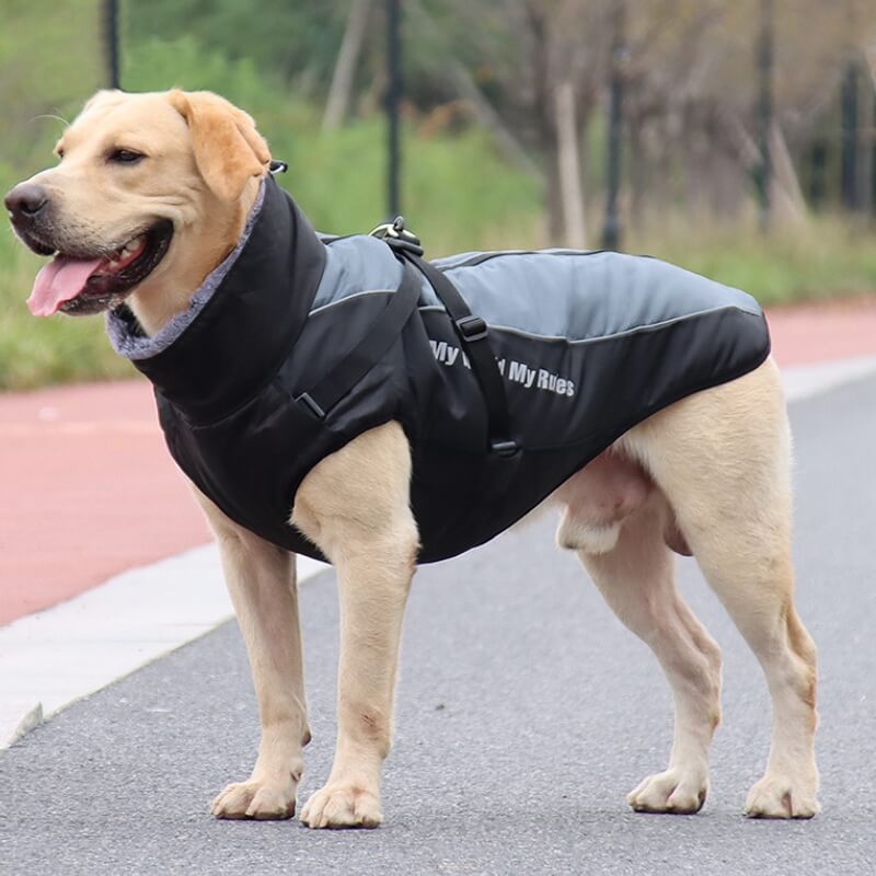 Chaqueta de accesorios para perros frescos y cálidos con cuello alto, abrigo de algodón grueso y fresco para accesorios para perros