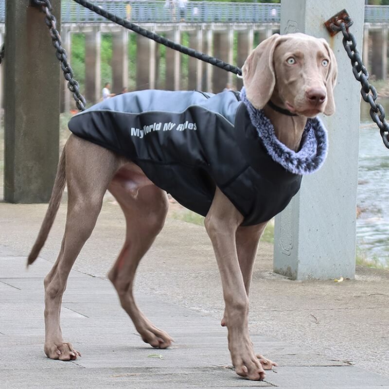 Veste épaisse à col haut pour chien, accessoires chauds et Cool, manteau en coton